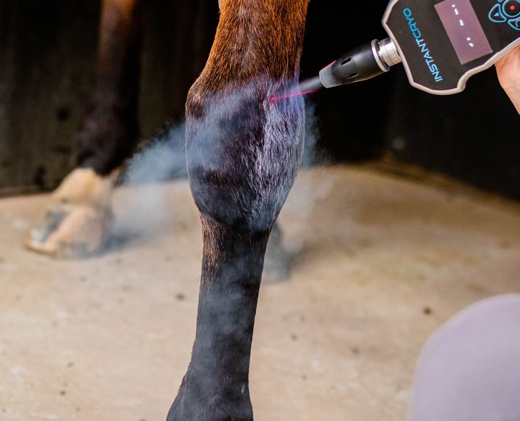equine cryotherapy device to treat a horse