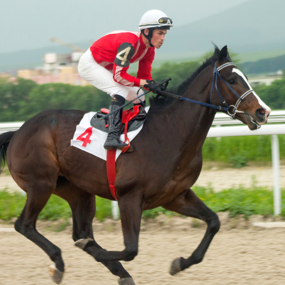 A racehorse that needs good equine athletic care. 