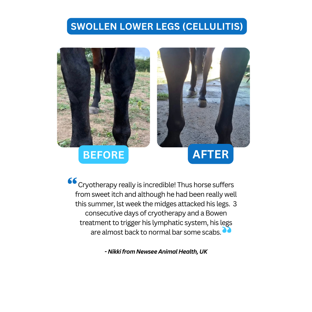 Cryotherapy treatment for equine cellulitis ad lymphangitis