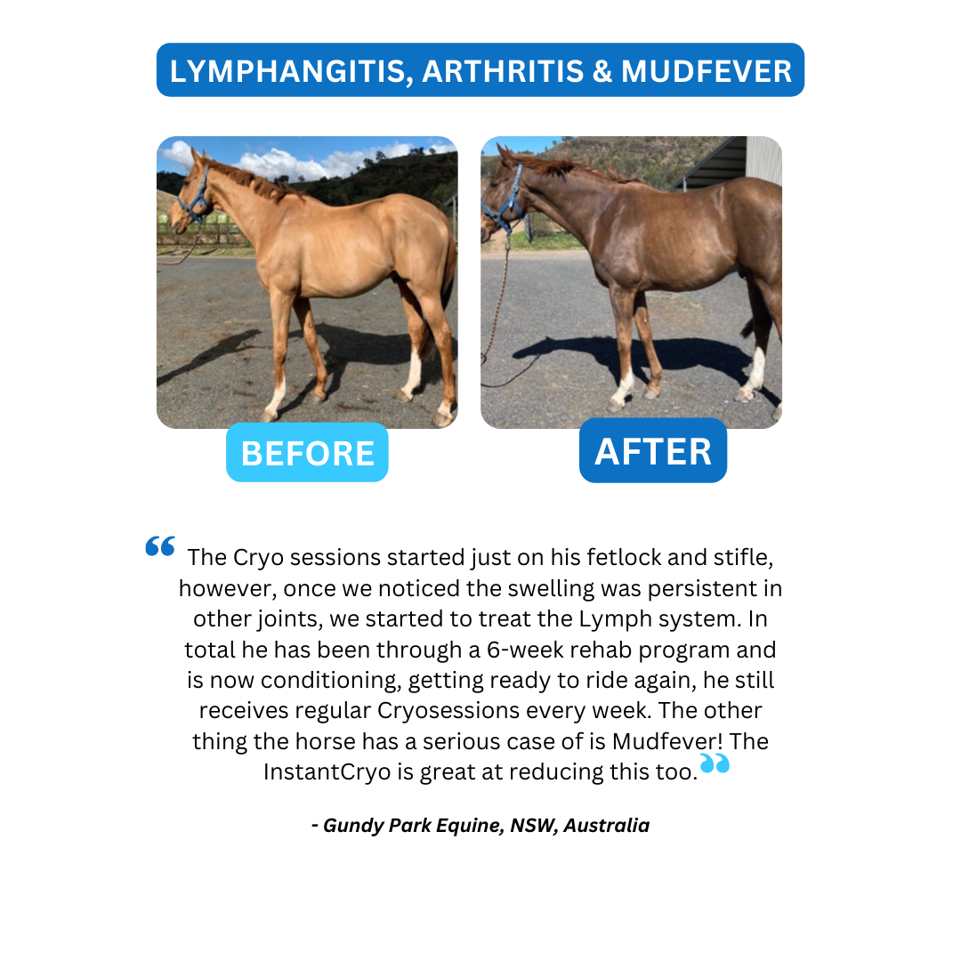 Equine Cryotherapy for treating lymphangitis and mudfever