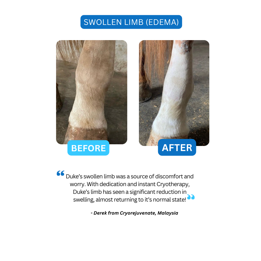 Equine Cryotherapy to treat vascular swelling